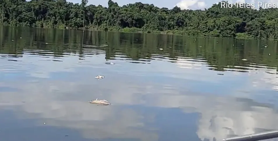 Centenas de peixes são encontrados mortos no rio Teles Pires