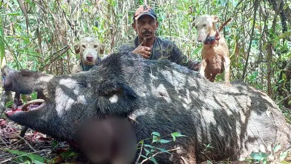 Javali gigante com mais de 2 metros e 300 kg é abatido por caçadores em Minas Gerais