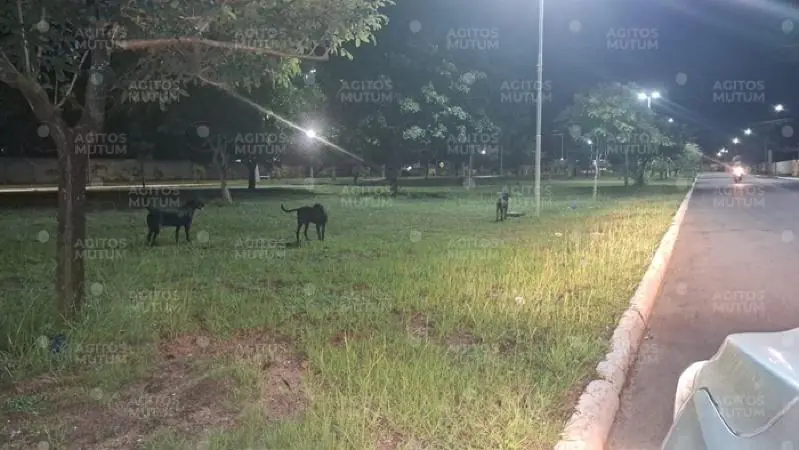Filha de moradora clama por ajuda após novo ataque de cães soltos em Nova Mutum/MT