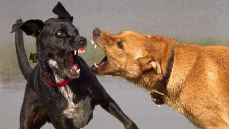 Homem tenta separar briga de cães e acaba esfaqueado no peito; cachorro também foi morto