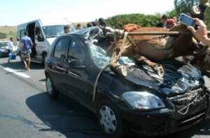 Carroça desgovernada provoca grave acidente na rodovia entre Caldas Novas e Goiânia
