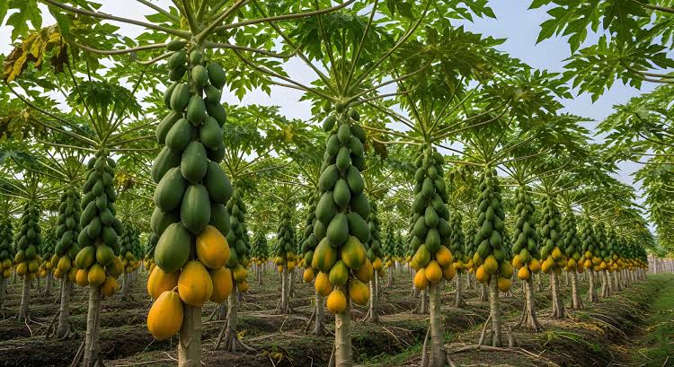 Página do Nortão: produtor transforma 1 hectare de mamão em renda de até R$ 15 mil por mês em Mato Grosso