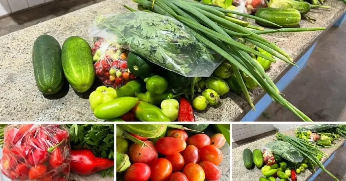 Prefeitura-de-Nova-Canaa-do-Norte-beneficia-mais-de-300-familias-com-as-Cestas-Verdes