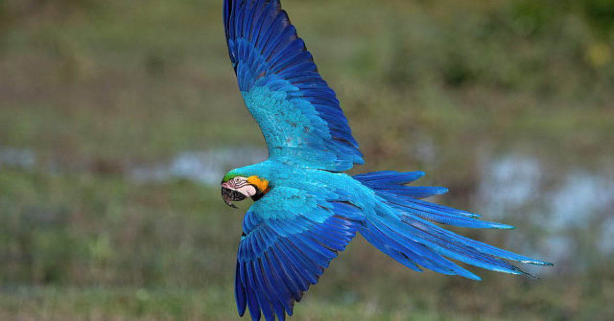 arara azul